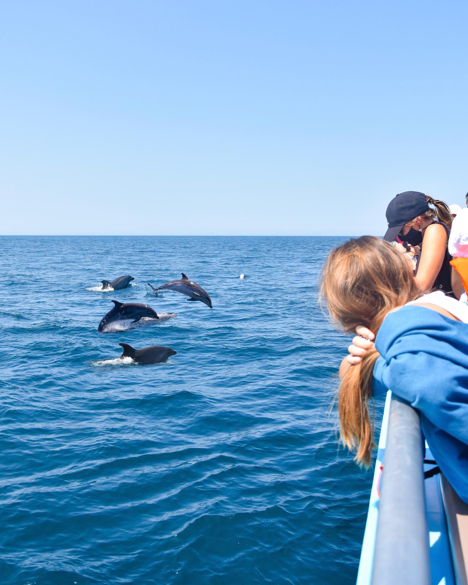 Dolphins And Caves - This trip of about two hours and thirty minutes, departing from Portimão Marina, offers two magnificent experiences: the observation of cetaceans (dolphins and whales) and the observation of our Algarve coast.